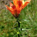 Die Feuerlilie ist die in Europa am häufigsten vorkommende Wildlilie