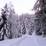 Die sanfte Rodelbahn ist insbesondere bei Familien beliebt