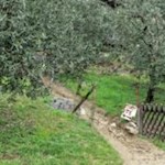 Attraverso gli uliveti fino alle marmitte dei giganti