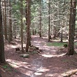 Abkürzung durch den Wald