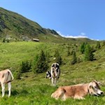 Weidende Kühe am Wegesrand