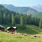 Weidende Kühe am Wegesrand