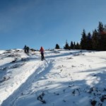 Am Waldrand ist das Gipfelkreuz nicht mehr fern...