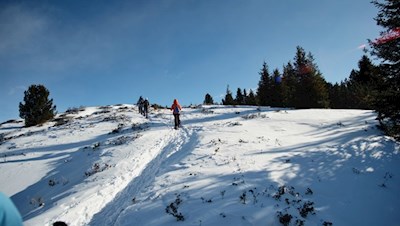 Am Waldrand ist das Gipfelkreuz nicht mehr fern...