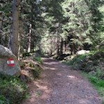 Durch den dichten Wald zur Wurzeralm