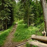 Im steten Anstieg durch den Wald