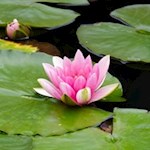 Seerosen in Lengmoos