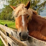 Zahlreiche Haflinger weiden in den Wiesen des Salten