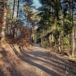 Durch den lichten Tann in Richtung Klobenstein