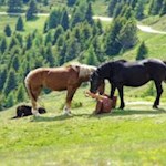 Die Namensgeber der Rossalm...