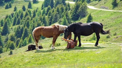 Die Namensgeber der Rossalm...