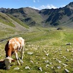 Auch die Weidekühe erfreuen sich an den sattgrünen Bergwiesen