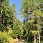 Waldwanderung zur Tarscher Alm