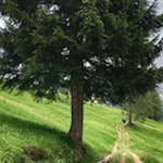 Auf sanften Pfaden vom Karerpass in Richtung Nigerpass