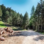 Auf breitem Forstwege zur Tuffalm