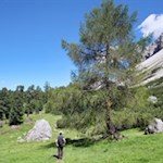 Durch die bezaubernden Wiesen am Fuße der Aferer Geisler in Richtung Peitlerscharte