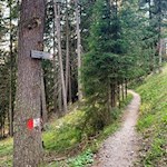 Durch den Wald zum Freienbühel
