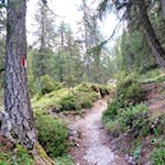 Durch den friedvollen Wald zur Stolla Alm