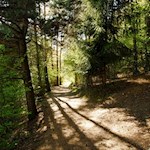 Die linden Sonnenstrahlen zeichnen tanzende Schatten auf den Weg