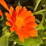 Um die Höfe in St. Valentin wachsen zahlreiche Blumen