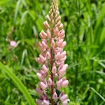 Lupine am Wegesrand