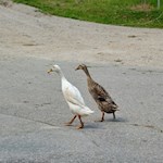 Bei den Eggerhöfen queren Gänse unseren Weg