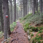 Durch den dichten Wald zur Schatzerhütte