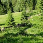 Die schmalen Waldpfade münden knapp unterhalb der Allrissalm in eine malerische Wiese