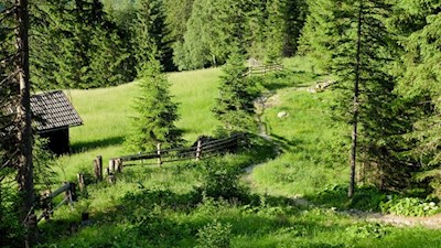 Die schmalen Waldpfade münden knapp unterhalb der Allrissalm in eine malerische Wiese