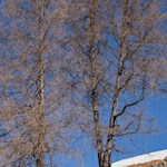 Der Wanderweg zur Getrumalm wird von Lärchen umsäumt