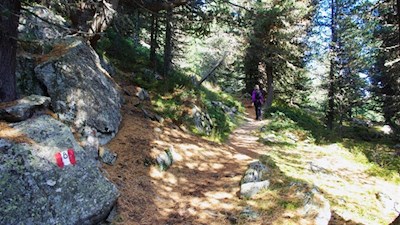 Durch den friedvollen Wald zur Radlseehütte