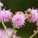 Zarte Blumen gedeihen am Wegesrand