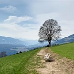 Der-Liebesbaum-in-Amaten