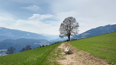 Der Liebesbaum in Amaten