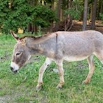 Esel am Huber Weiher