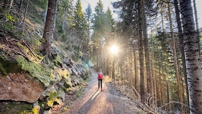 Durch den lichtdurchfluteten Wald nach Maria Weißenstein