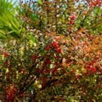 Am Tappeinerweg gedeiht eine üppige Vielfalt alpiner und mediterraner Pflanzen