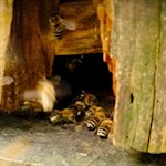 Schaustock auf dem Bienenweg Rodeneck