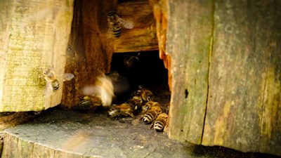 Schaustock auf dem Bienenweg Rodeneck