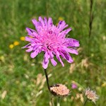 Acker-Witwenblume auf der Seiser Alm