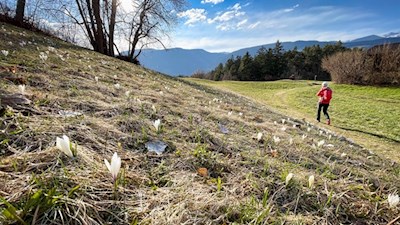 Durch blühende Frühlingswiesen hinab nach Klausen