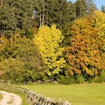 Durch den herbstbunten Wald nach Wolfsgruben