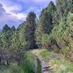 Kleine Wanderung zur Rinderplatz Hütte