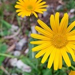 Bunte Blumen säumen den Weg zur Dürrensteinhütte