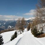 Der Winterwanderweg wird von einzelnen Lärchen umsäumt