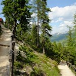 Der zunächst schmale Rückweg von der Gardenacia Hütte wird alsbald breiter