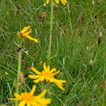 Arnika schmücken die Almwiesen am Fuße des Sambock