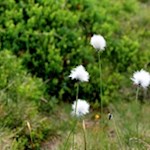 Das flauschige Wollgras wurde bereits von den alten Römern als Verbandsmaterial genutzt