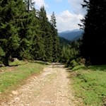 Der Weg zur Klammalm führt zunächst durch einen lichten Wald