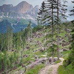 Mit Blick auf den Rosengarten zur Heinzen Alm